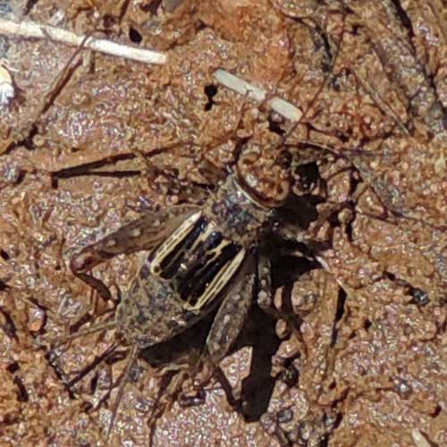 Ground Crickets in Arizona's Sycamore Canyons