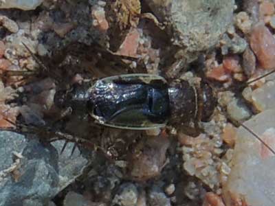 a ground cricket, Neonemobius, from southeast Yavapai Co., Arizona photo © by Mike Plagens