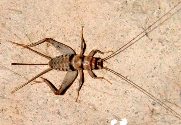 Indian House Cricket, Gryllodes sigillatus, in Arizona photo © by Mike Plagens