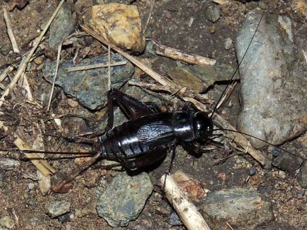 a field cricket, Gryllus, from the Sta. Rita Mountains photo © by Mike Plagens