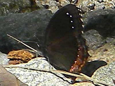 Red-bordered Satyr, Gyrocheilus patrobas, photo © by Mike Plagens