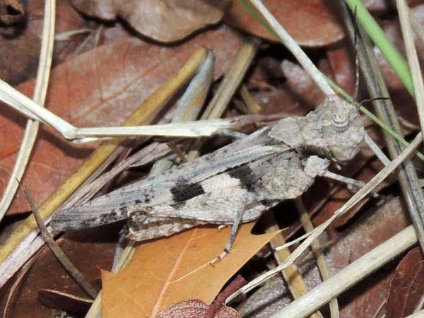 a grasshopper, Hadrotettix trifasciatus, from the Sta. Rita Mountains photo © by Mike Plagens