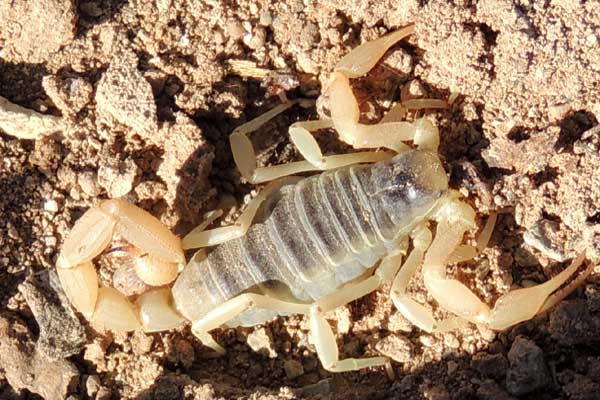 Giant Hairy Scorpion, Hadrurus arizonensis, photo © by Michael Plagens