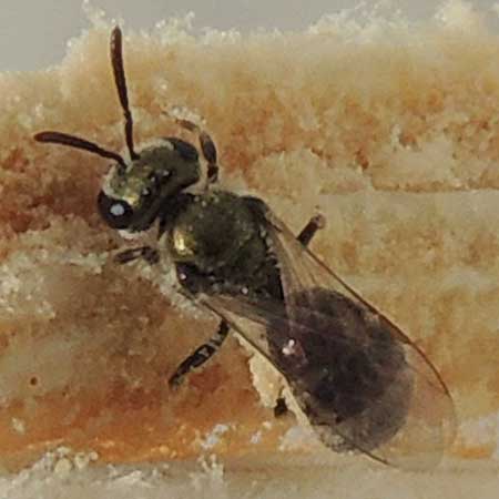 a Hactidae bee, possibly Lasioglossum, photo © by Mike Plagens