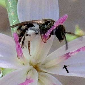 Halictidae bee at Stephanomeria flowers.