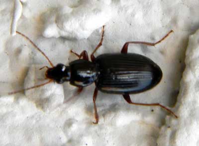 a Ground Beetle in tribe Harpalini photo © by Mike Plagens