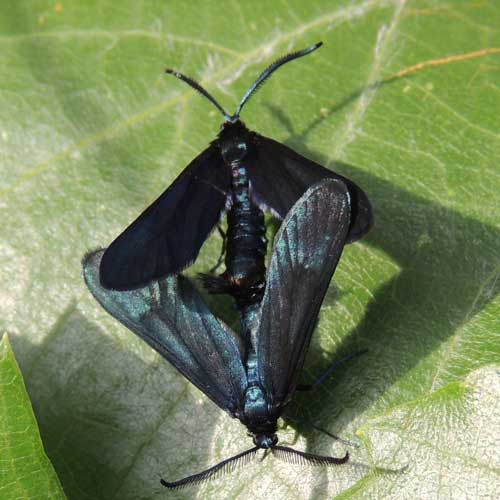 Western Grape-leaf Skeletonizer, Harrisina metallica, photo © by M. Plagens