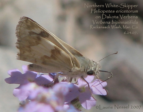 Heliopetes ericetorum photo © by Laurie Nessel