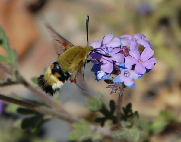 Hemaris diffinis photo © by Mike Plagens