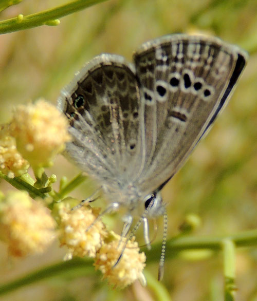 a Reakirt's Blue Butterfly, Hemiargus isola, from Bumblebee, Arizona, photo © by Mike Plagens