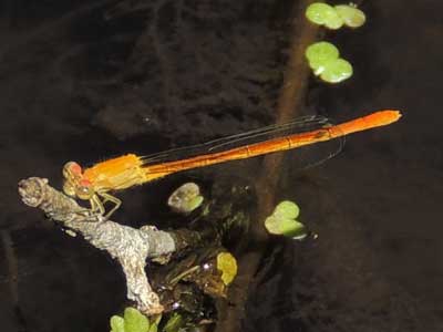 Painted Damsel, Hesperagrion heterodoxum, photo © by Mike Plagens