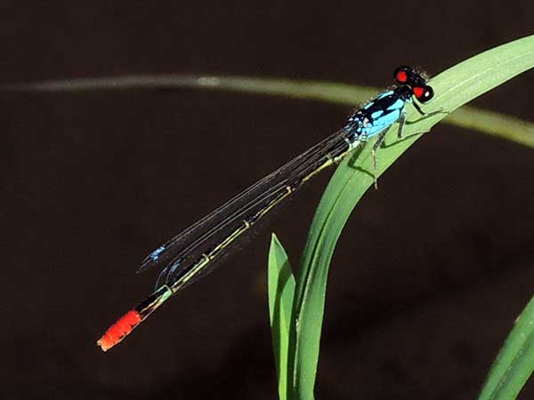 Painted Damsel, Hesperagrion heterodoxum, photo © by Mike Plagens