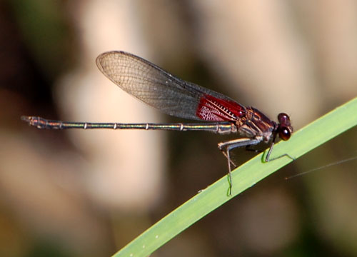 Rubyspot, Hetaerina, photo © by Michael Plagens