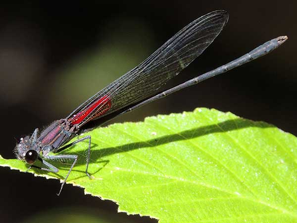 Canyon Rubyspot, Hetaerina vulnerata, photo © by Mike Plagens