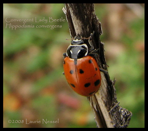 Hippodamia convergens photo © by Laurie Nessel