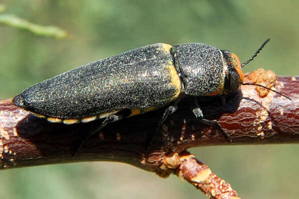 Hippomelas sphenicus photo © by Mike Plagens