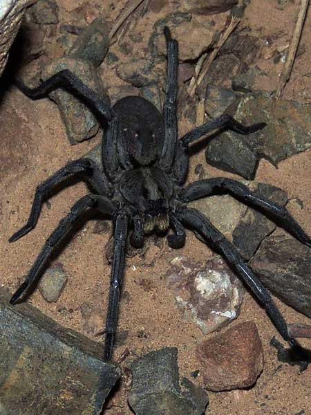 Hogna wolf spider photo © by Mike Plagens