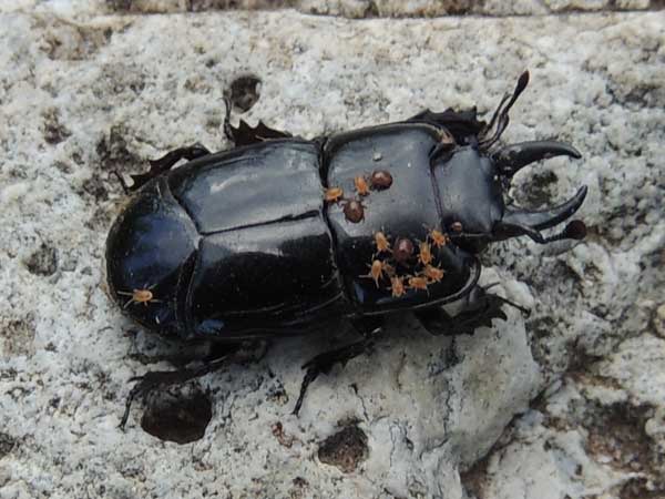 a hister beetle with mites, Hololepta, photo © by Mike Plagens