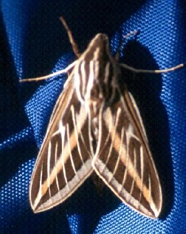 Detailed information on White Lined Sphinx (Hyles lineata)