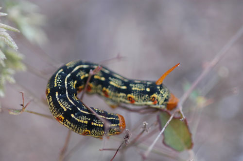 Hyles lineata caterpillar photo by Jim Blaugh
