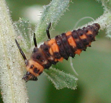 immature form of Hyppodamia convergens