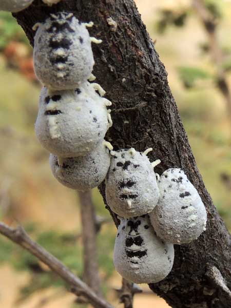 a colony of Giant Scale Insects, Icerya, photo © by Michael Plagens