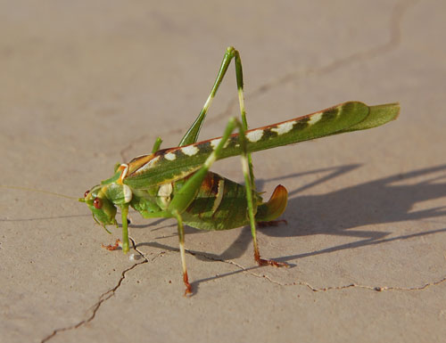 Insara covilleae photo © by Mike Plagens