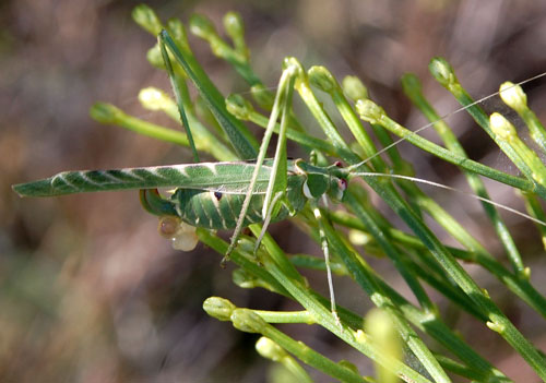 Insara elegans photo © by Mike Plagens