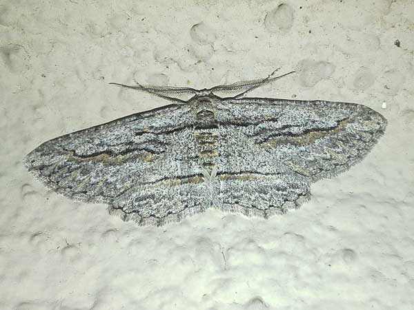 Oblique Looper Moth, a Geometridae, Iridopsis obliquaria, in Sonoran Desert photo © by Mike Plagens