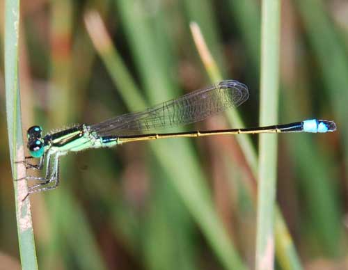 Rambur's Fortktail, Ischnura ramburii, photo © by Robert Witzeman