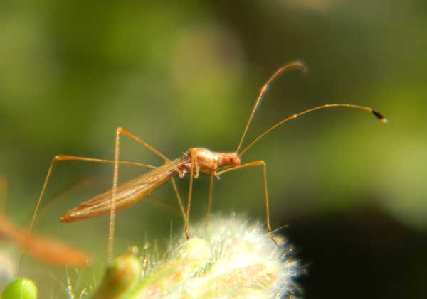 a stilt bug, Jalysus, on Gaura mollis, photo © by Mike Plagens