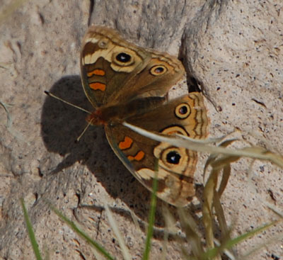 Buckeye Butterfly, Junonia coenia, photo © by Mike Plagens