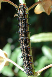last instar larva (or caterpillar) of Common Buckeye, photo © Michael Plagens
