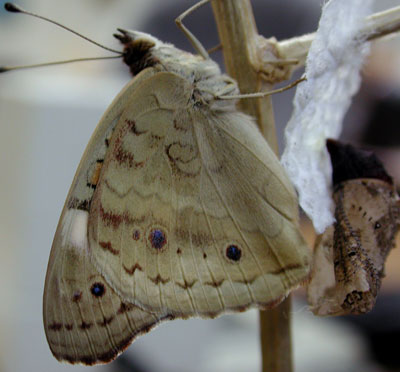 Reverse side of Buckeye Butterfly, Junonia coenia, photo © by Mike Plagens