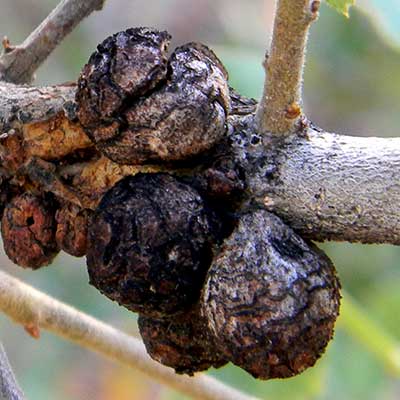 Kermes scale insect on Quercus photo © by Mike Plagens