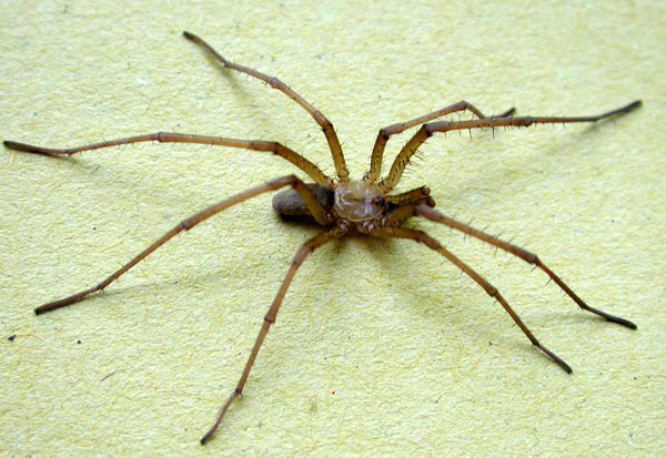 Kukulcania hibernalis male captured by Steve Tillotson, photo © by Mike Plagens