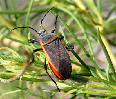Largus, a bordered plant bug photo © by Mike Plagens