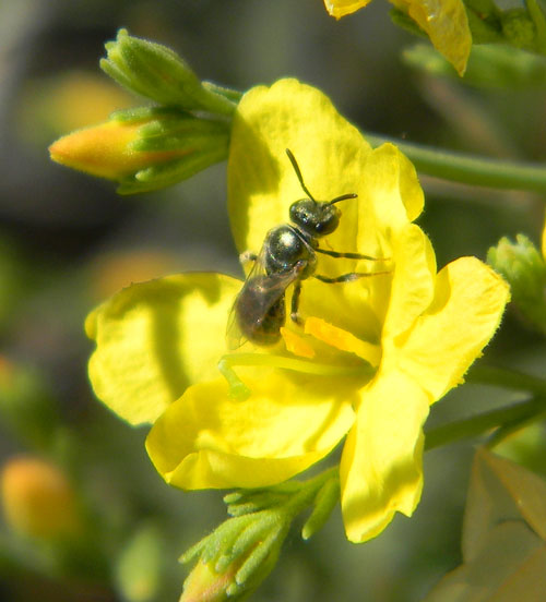 Lasioglossum Sweat Bee photo © by Mike Plagens