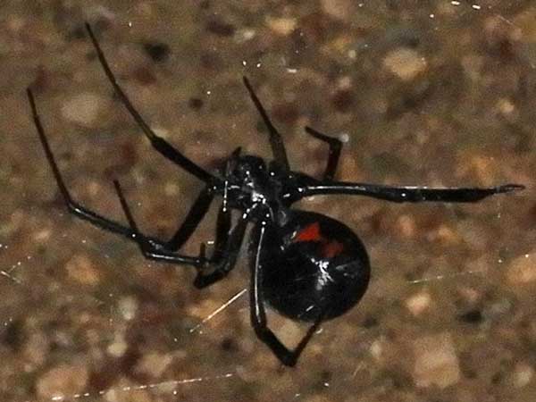 Western Black Widow, Latrodectus hesperus, spider, photo © by Mike Plagens