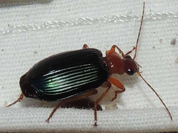 Lebia, Carabidae, photo © by Mike Plagens