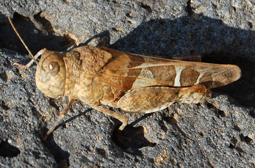 Leprus intermedius photo © by Mike Plagens