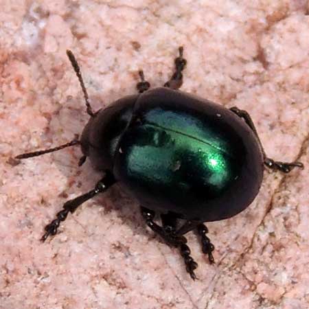 a jade green beetle, Leptinotarsa haldemani, photo © by Mike Plagens