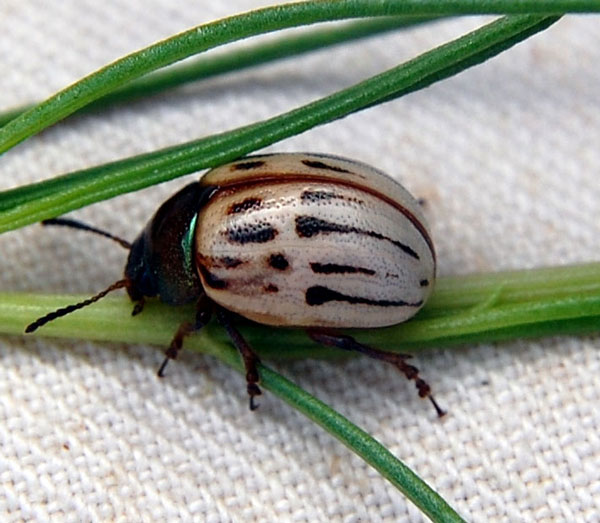 adult beetle of Leptinotarsa lineolata, photo © by Mike Plagens