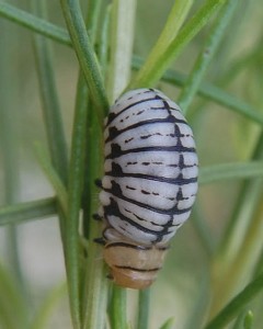 larva stage of Leptinotarsa lineolata photo © Michael Plagens