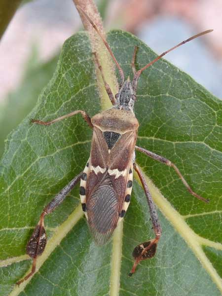 Leaf-footed Bug, Leptoglossus clypealis, photo © by Michael Plagens