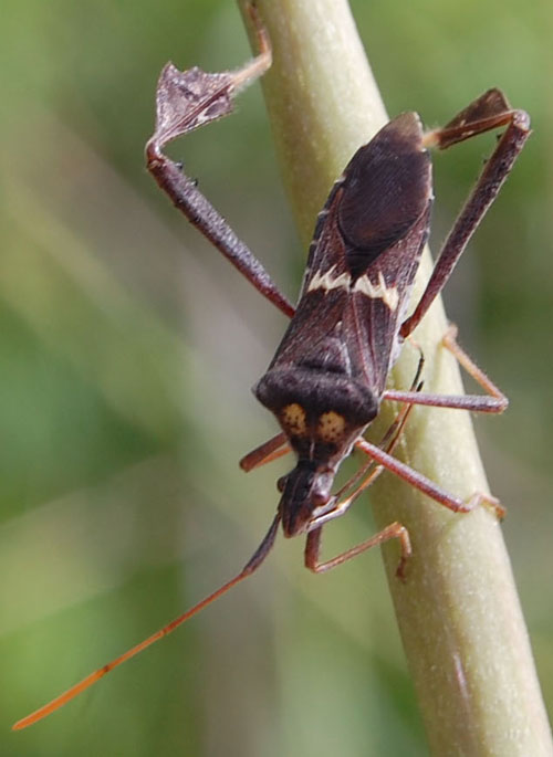 Leptoglossus zonatus photo © by Mike Plagens