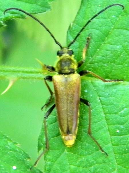 a golden longhorn, Cerambycidae, Lepturobosca chrysocoma, photo © by Mike Plagens