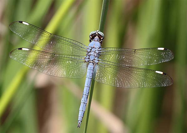 Comanche Skimmer, Libellula comanche, photo © by 