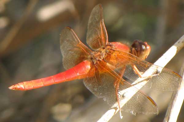 Neon Skimmer, Libellula croceipennis, photo © by Robert Witzman