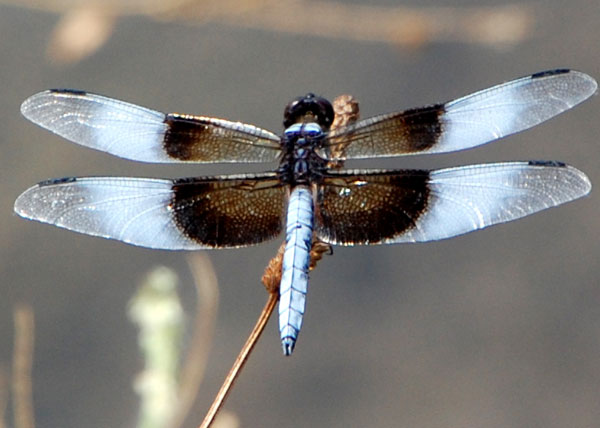 Widow Skimmer, Libellula luctuosa, photo © by Mike Plagens